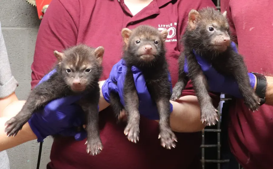 Keepers holding bush dog pups