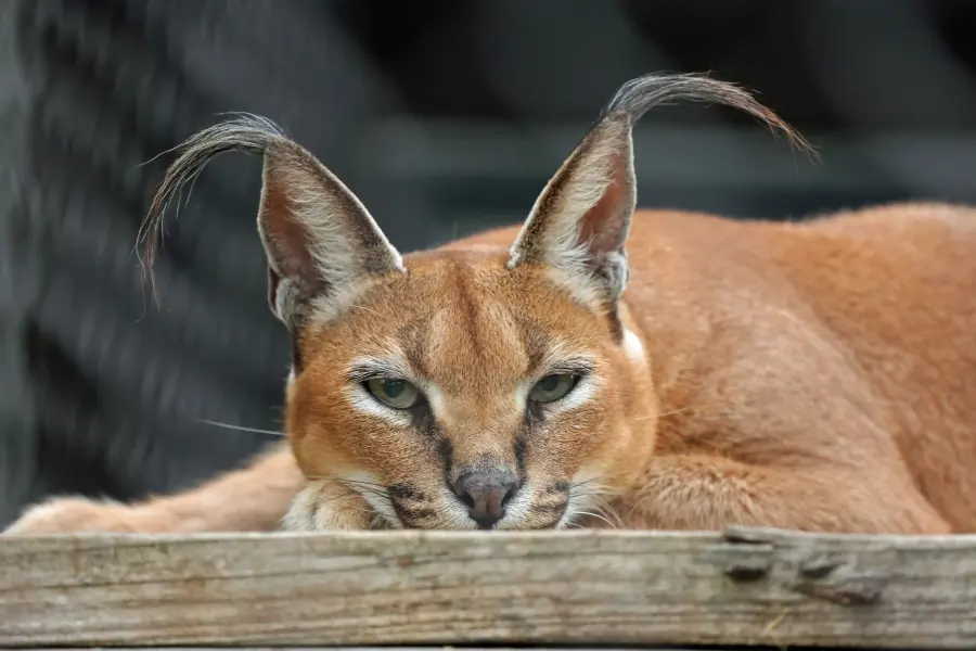 Caracal at the Little Rock Zoo