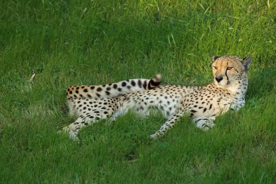Cheetah at the Little Rock Zoo