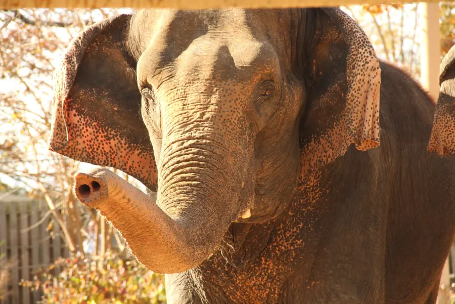 Close-up of an Asian elephant’s face