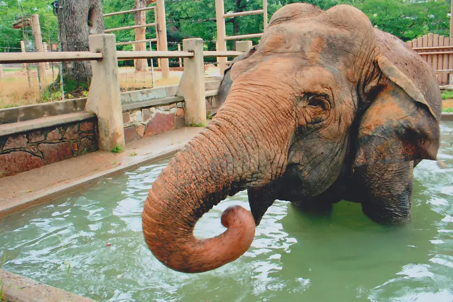 An elephant cooling off in the pool at the Little Rock Zoo