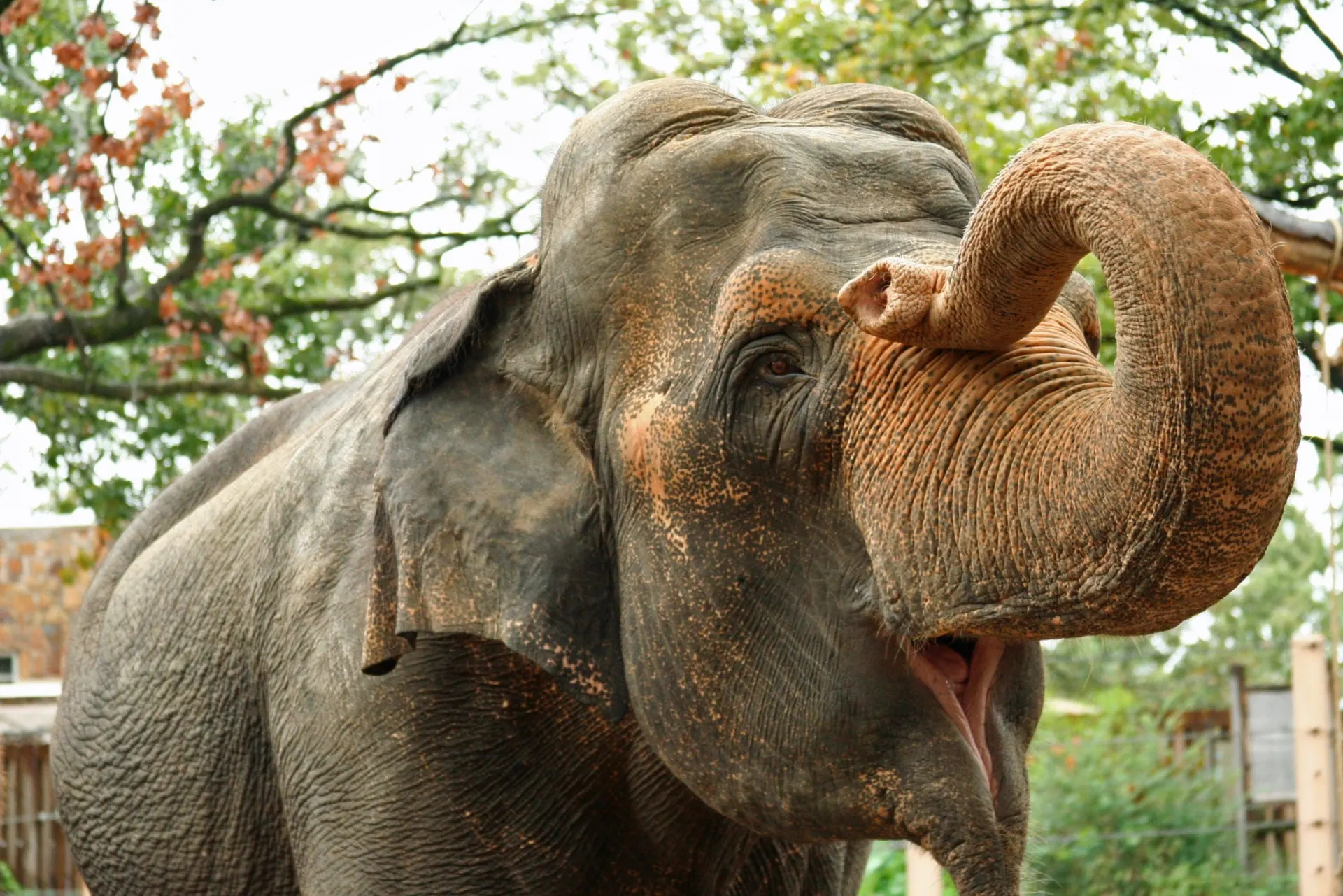 An elephant raising its trunk