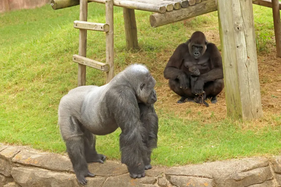Gorilla at the Little Rock Zoo