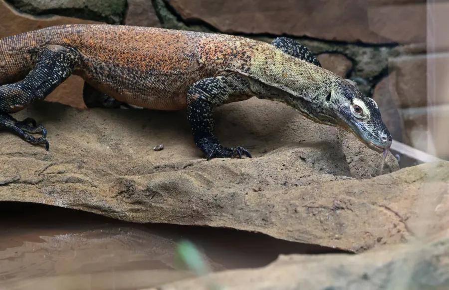 Komodo Dragon at the Little Rock Zoo