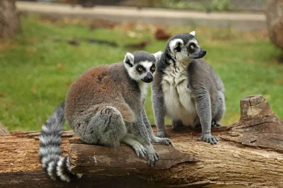 Lemurs at the Little Rock Zoo