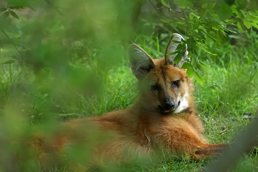 Maned Wolf at the Little Rock Zoo