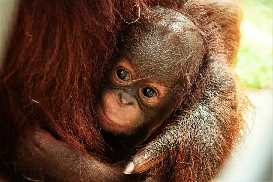 A young orangutan peeking out