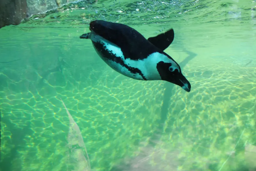 Penguins at the Little Rock Zoo