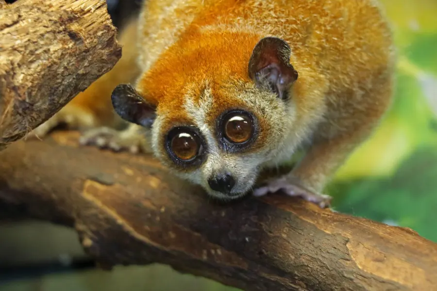 Slow Loris at the Little Rock Zoo