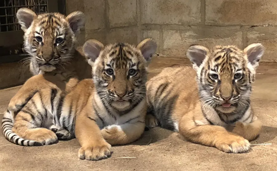 Three tiger cubs resting together