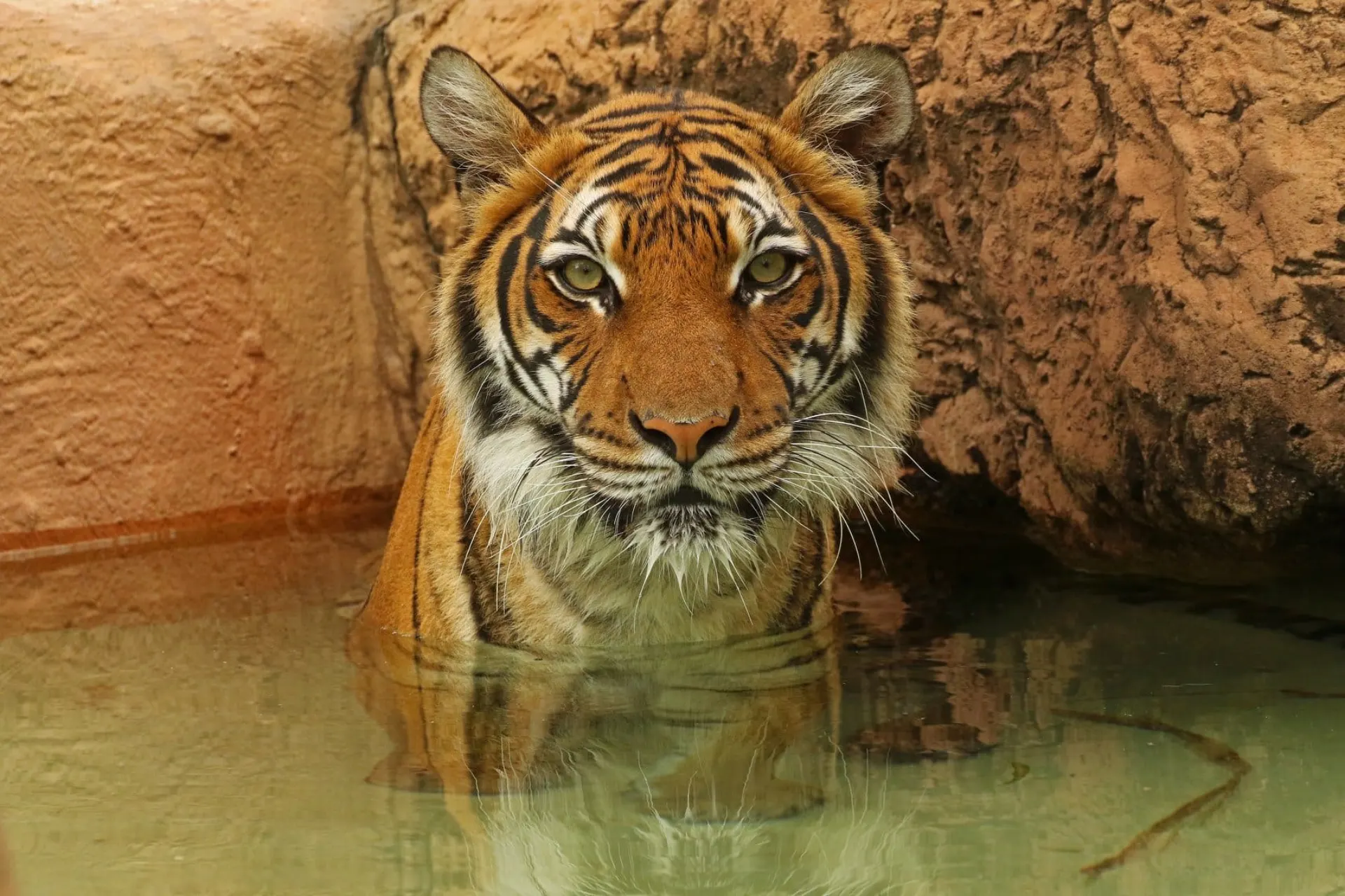 A tiger wading through water at the Little Rock Zoo