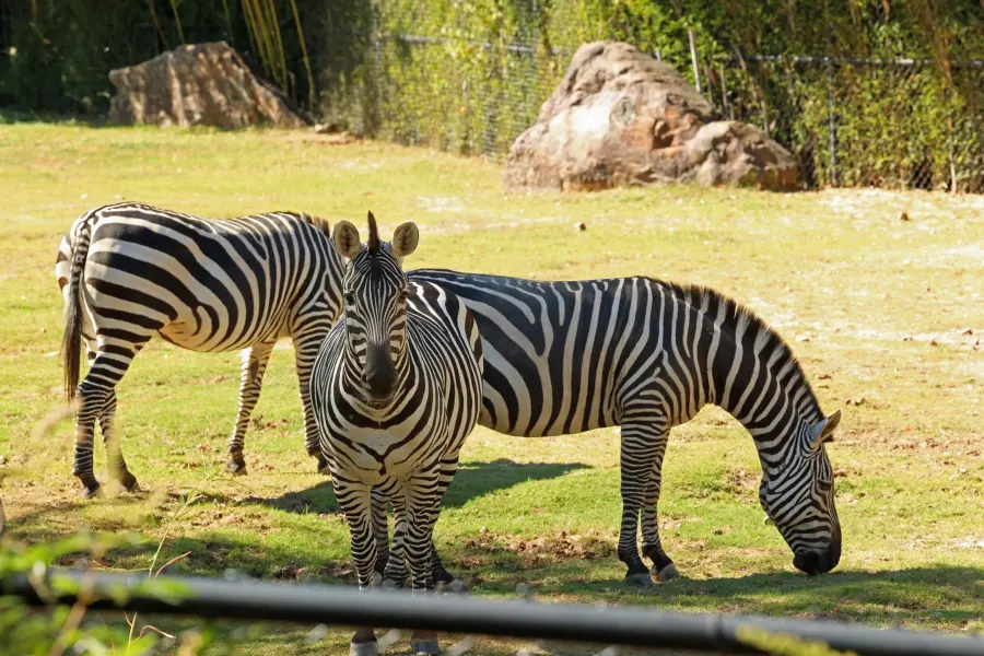 Zebras grazing in their habitat